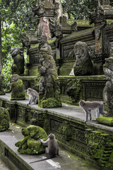 Fototapeta na wymiar Ubud Monkey Forest in Bali