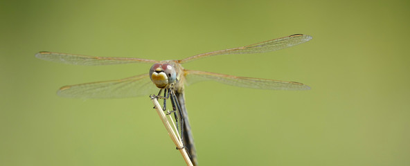 libellule posée bannière