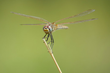 Fototapeta premium libellule sur une branche