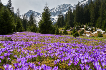 mountain meadow in bloom Crocus
