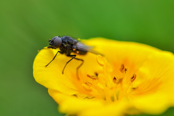 Fly on flower. macro