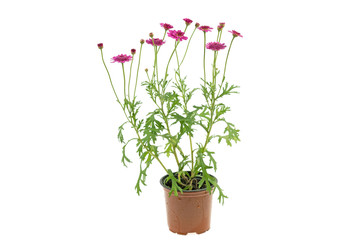 flower in a plastic pot on a white background