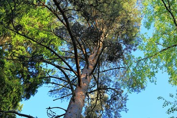 Down up view on tall green trees on blue sky background. Beautiful nature backgrounds