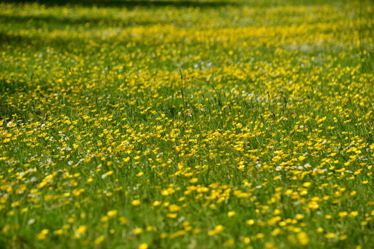 Buttercup pasture, U.K.
Telephoto image of an orchard floor in Spring.