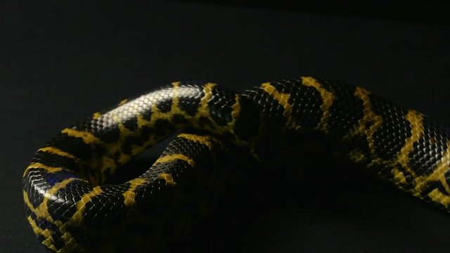 Knot of yellow snake
