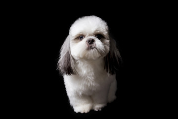 a shihtzu dog sitting on a black background