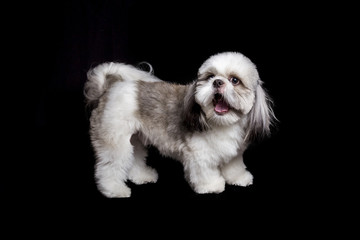  a shihtzu dog standing on a black background