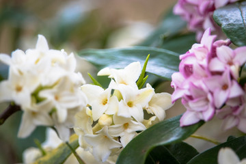 daphne at Ueno Park