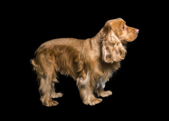  the face of a cocker dog standing on a black background