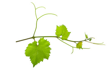 vine branch of a vine isolated on a white background © Bohdan