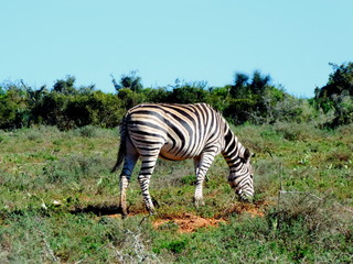Zebra Addo National Park