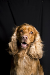  the face of a cocker dog sitting on a black background
