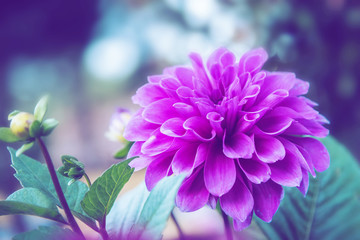 background nature Flower dahlia pink. pink flowers. background blur