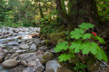 Leaves, berries and stones 3