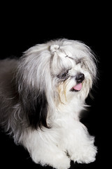  the face of a shihtzu dog standing on a black background