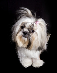  the face of a shihtzu dog standing on a black background