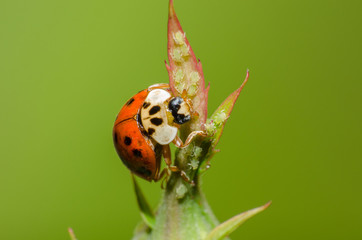 wonderful and colorful world of insects