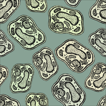 Seamless background of the plant cells