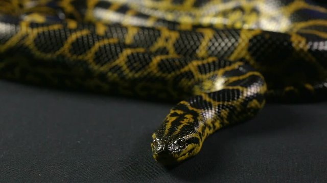 Head of yellow anaconda