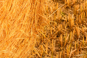 close-up of a hay cylindrical bale in a farmland/Particularly the intricacy of grain plants that form one cylindrical bale
