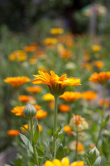 yellow flower in a field of greenery and sun