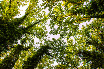 low tree view