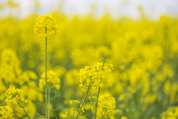 Blossom of rapeseed close up