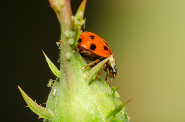 wonderful and colorful world of insects