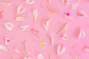 Flower petals on pink background
