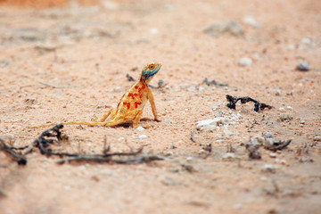 The ground agama (Agama aculeata) in the african desert.