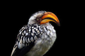 The southern yellow-billed hornbill (Tockus leucomelas), portrait with black background.