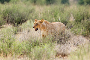 Fototapeta na wymiar Lioness (Panthera leo krugeri) is walking it the savanna and looking for the rest of the lion pride.