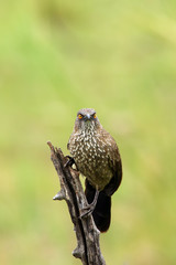 The arrow-marked babbler (Turdoides jardineii) sitting on the branch with green background. Passerine with green background.