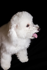 the face of a poodle dog standing on a black background