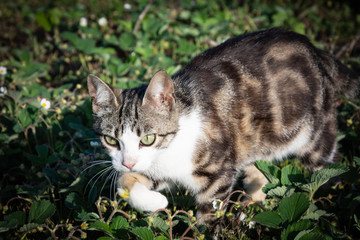 Naklejka na ściany i meble Beautiful striped cat hunt for mice in the grass