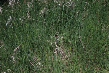 Find the Butterfly
