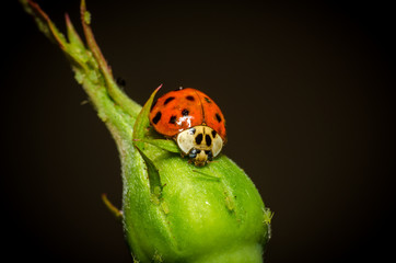 wonderful and colorful world of insects