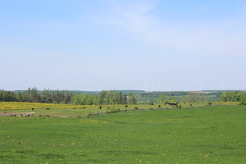 Across the country side