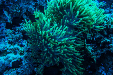 Fototapeta na wymiar anemon coral