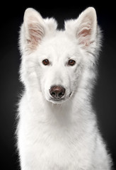 Shepherd dog on a black background