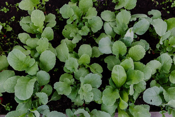 bed of growing radishes in the garden