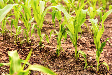 Rows of young corn growing on a field