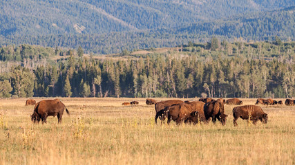 Herd of Bison grazing in the plains in the Grand Teton National Park, WY, USA