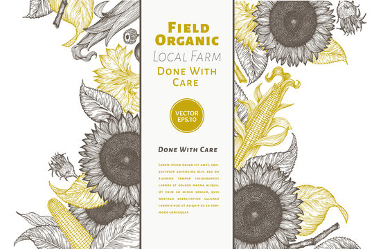 Sunflower and corn gesign template. Sunflower banner. Vector hand drawn illustration. Can be use for organic and natural products, restaurants and cafe.