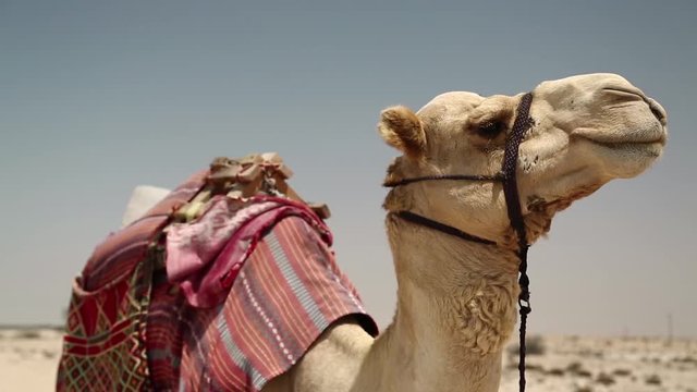 Camel in desert in Qatar, Persian Gulf, Arabian Peninsula