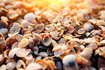 Many shells are sold in the fresh market