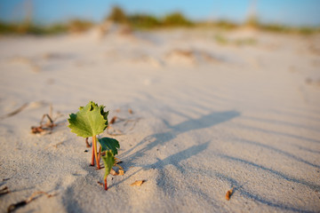 Green shoot in the desert - conceptual photo for growth in adverse conditions