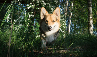 Happy and active purebred Welsh Corgi dog outdoors in the flowers on a sunny summer day.