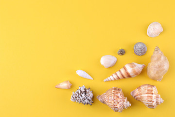 Different seashells on a bright yellow background. top view