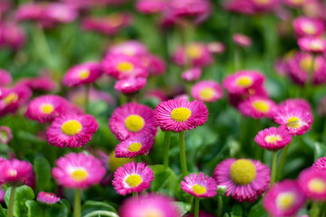 Nature Background with blossoming daisy flower. Flower meadow Summer with selective focus. Horizontal Colorful Wallpaper With Copy Space. White small daisy in the green grass in the morning
